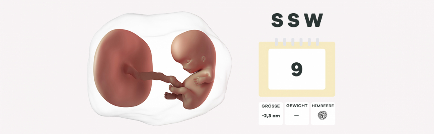 9. Schwangerschaftswoche (SSW)