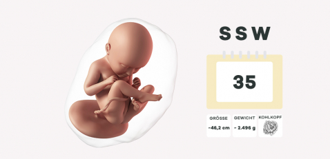 35. SSW - Schwangerschaftswoche 35