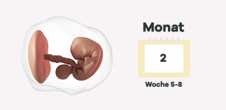 2. Schwangerschaftsmonat