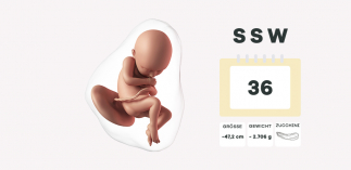 36. Schwangerschaftswoche (SSW)